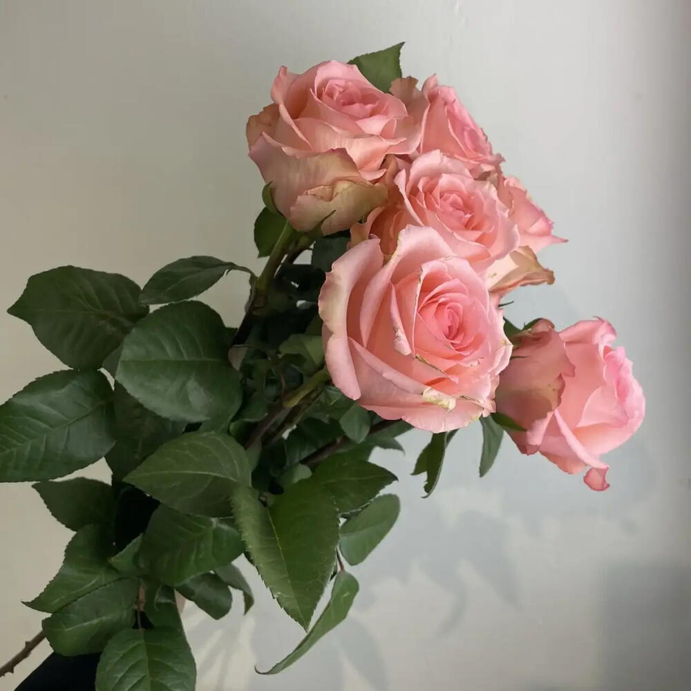 Розы нежные 🌸7