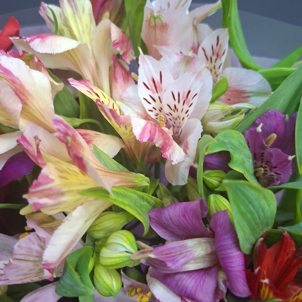 Букет из альстромерии 💐