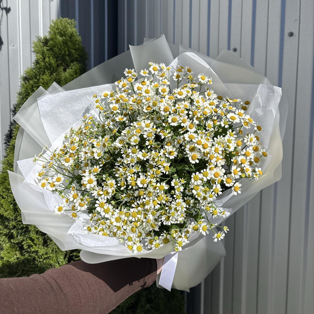 Матрикария 🌼🤍