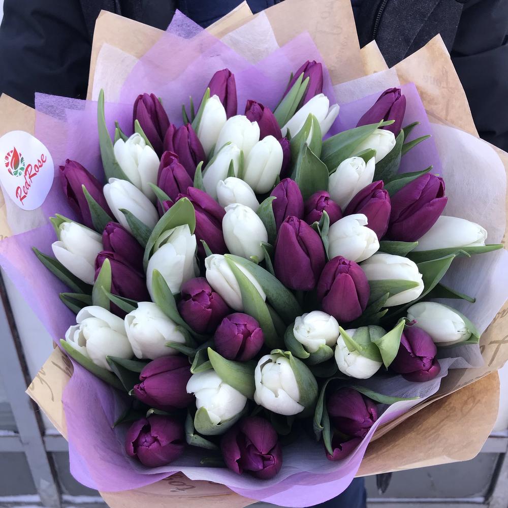 Букет из 49 бело-фиолетовых тюльпанов