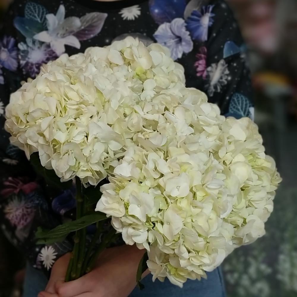 Гортензия белая