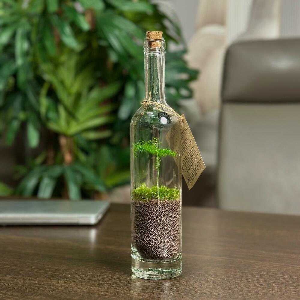 Экосистема в бутылке Bottle 3, Живые растения в Москве, купить по цене 2990  руб, Флорариумы в Neo Pure с доставкой | Flowwow