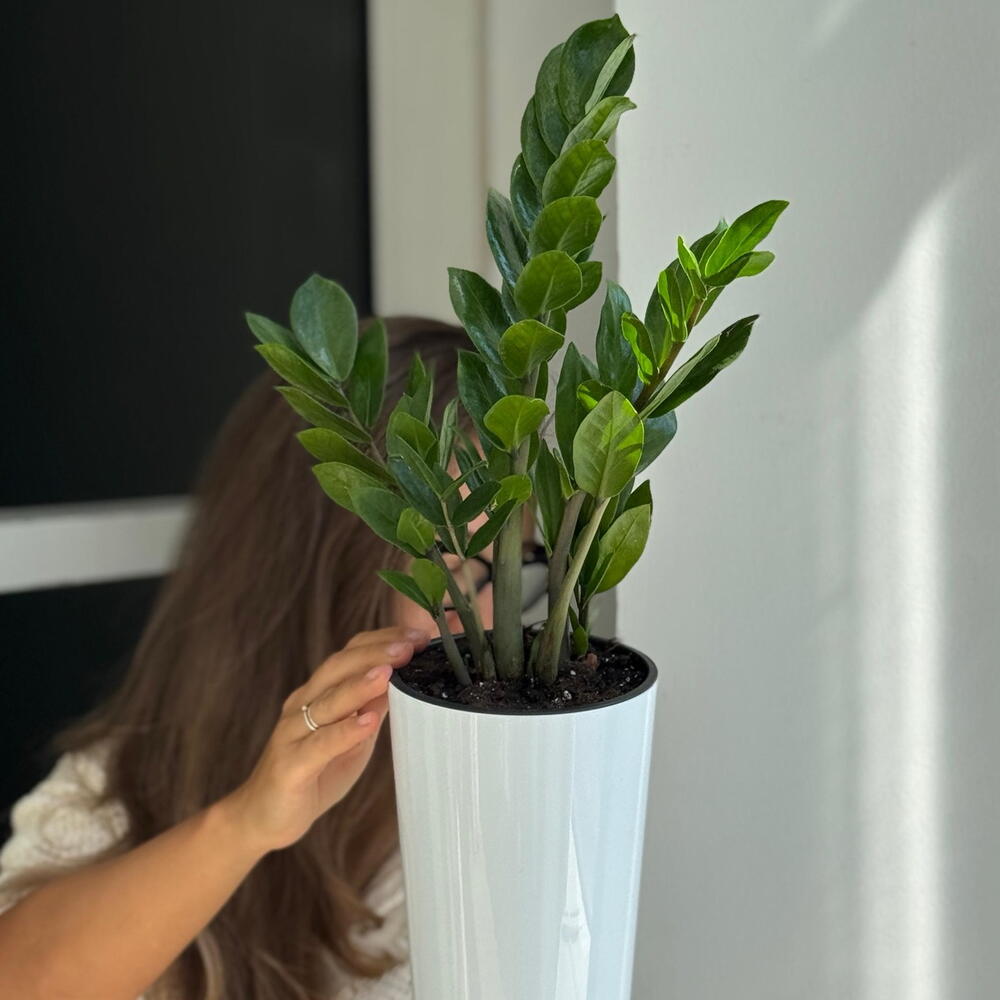 Zamioculcas ( repotted into a planter)