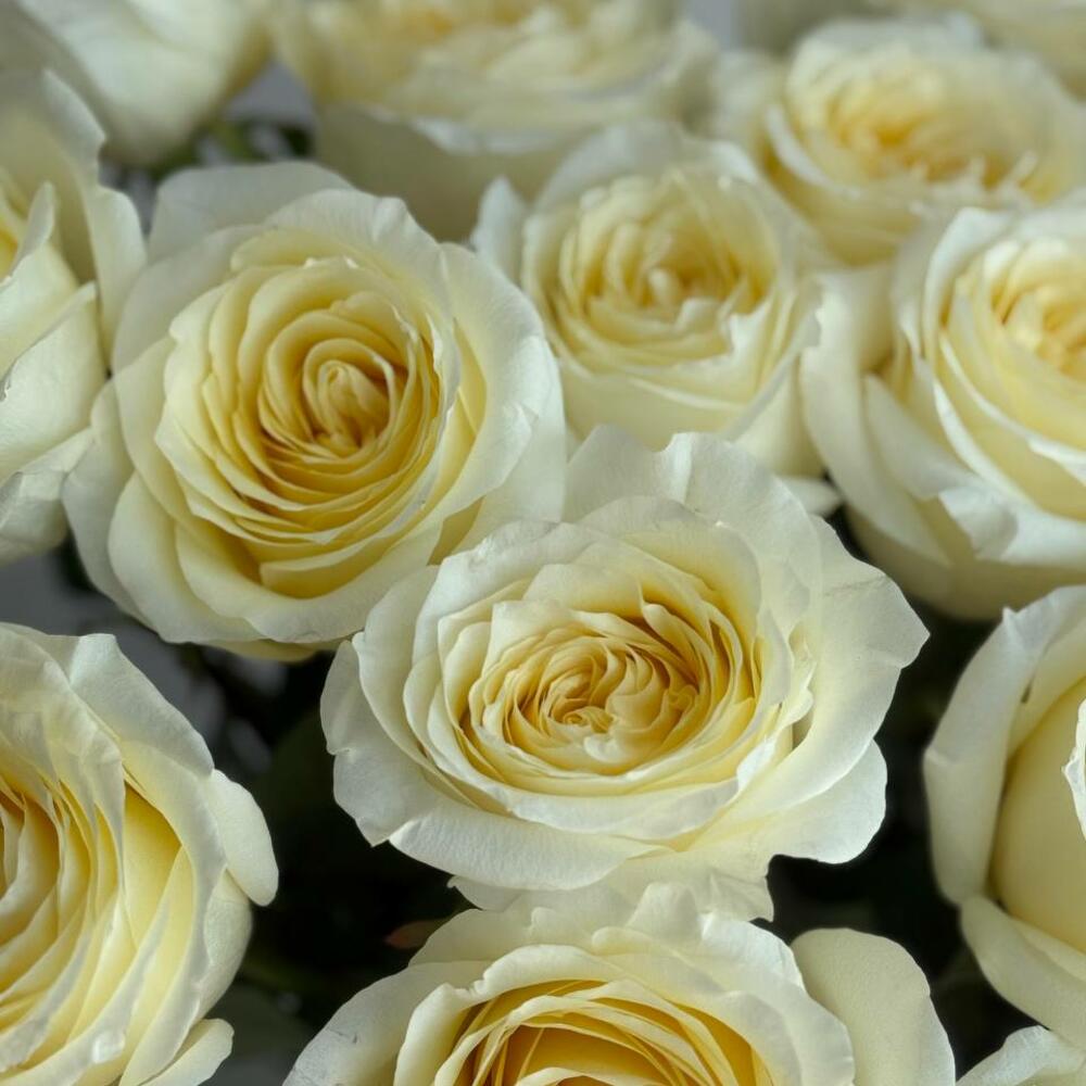 Ваниль
