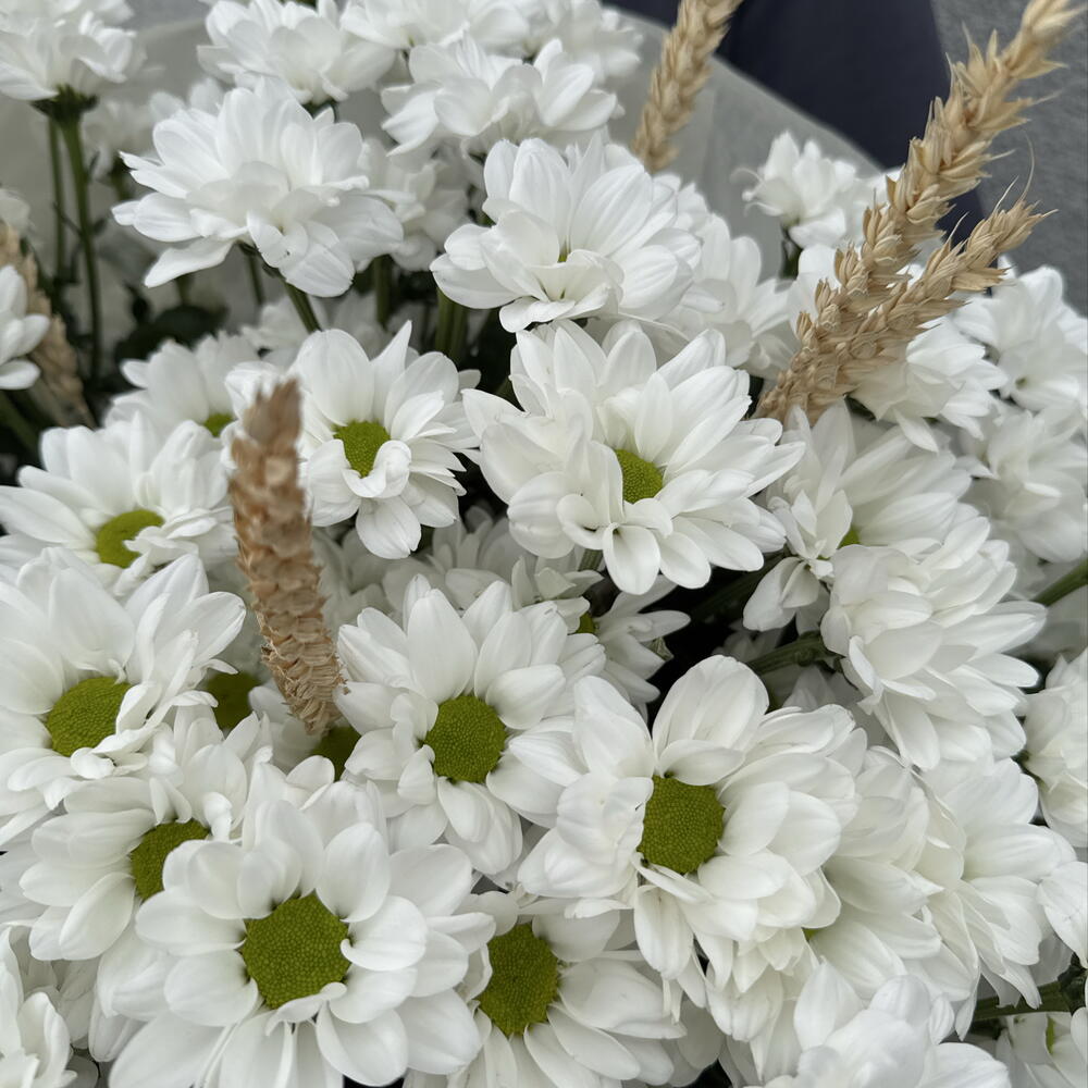 Chamomile tenderness