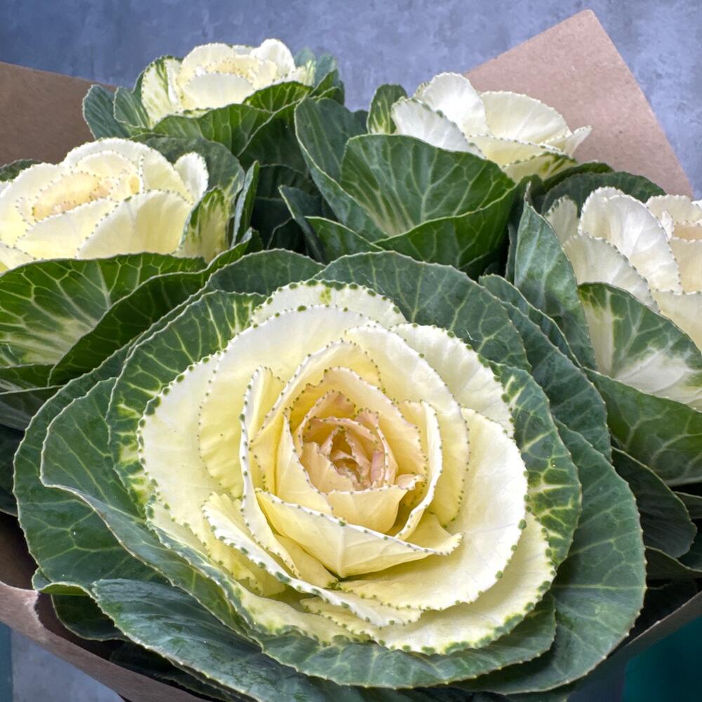 Букет 💐Брассика капуста