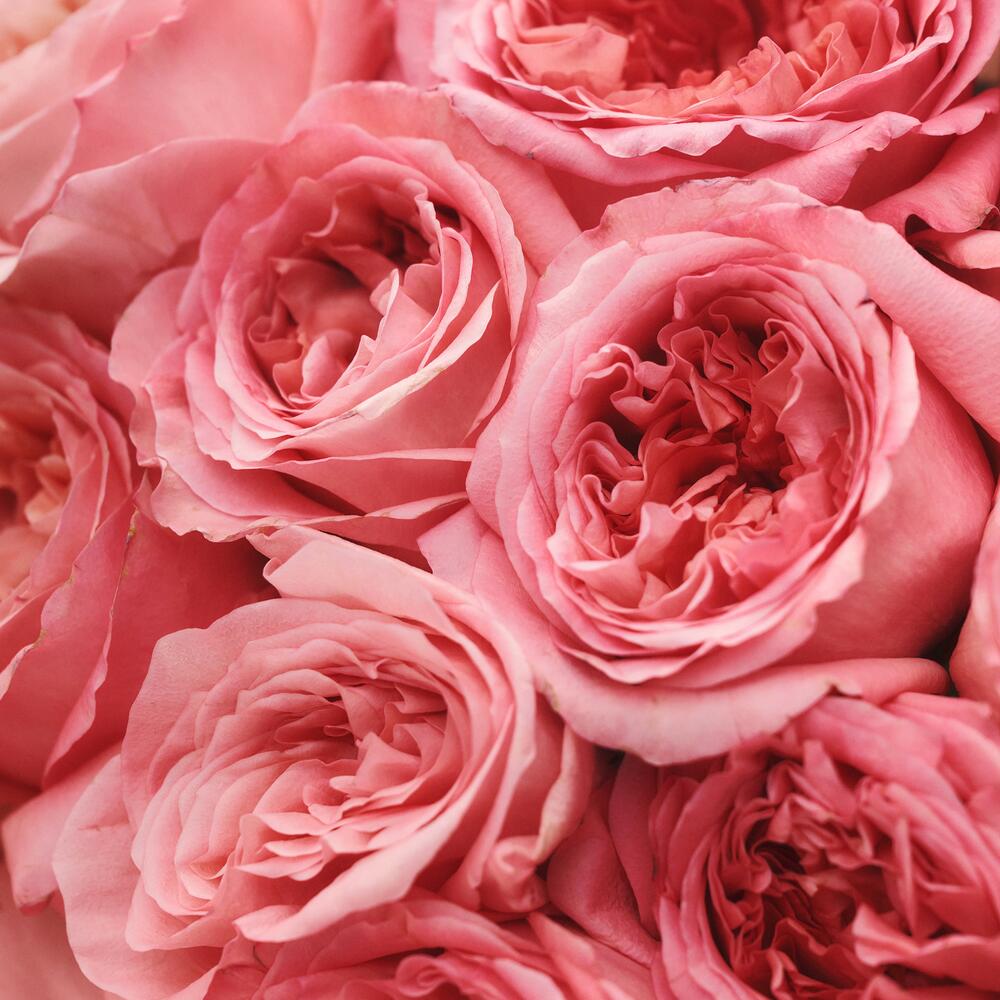 Монобукет из роз Pink Expression (S)