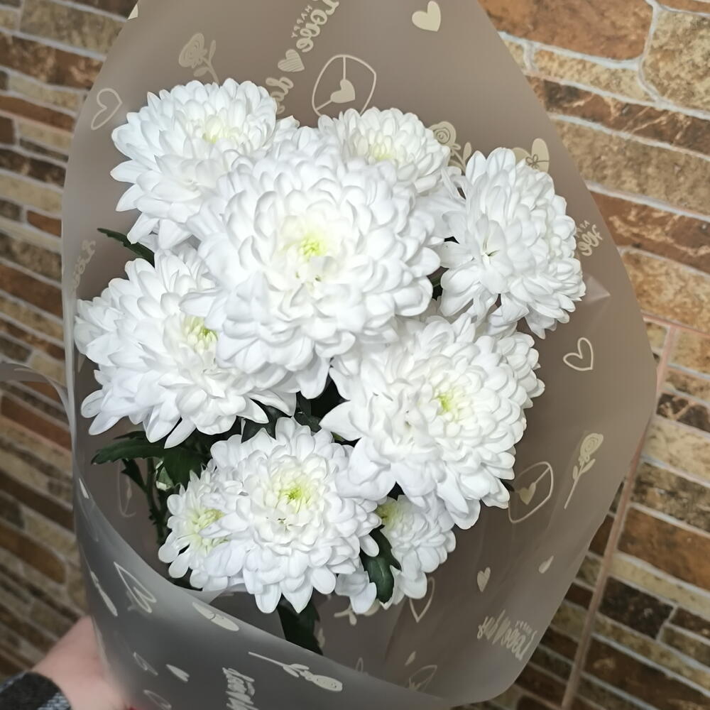 Хризантема Алтай