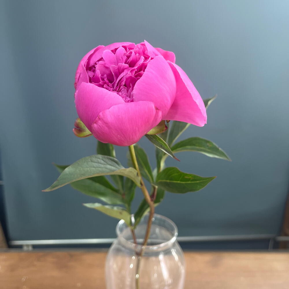 Пион ярко-розовый🌸