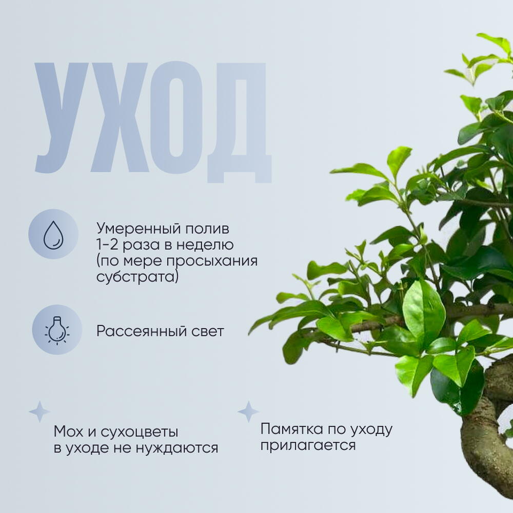 Флорариум «Фиттония-Мини» с пробковой крышкой