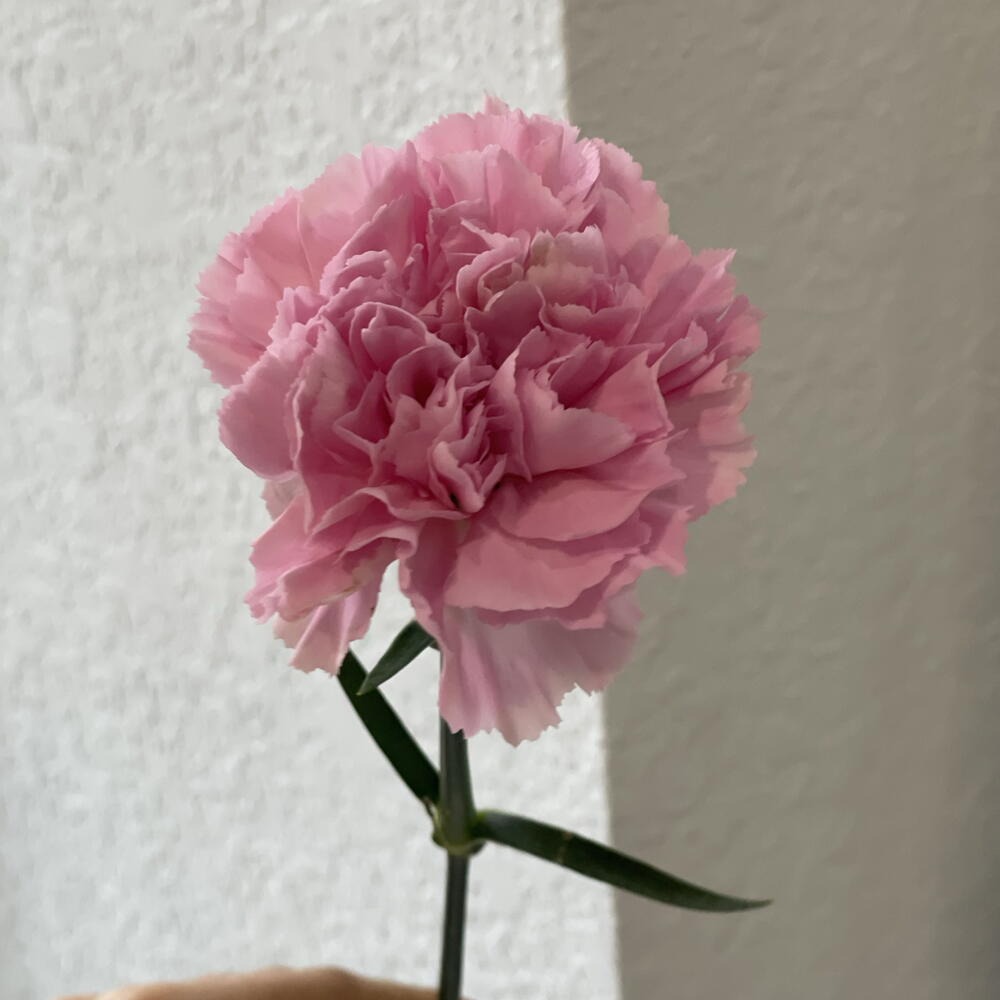 розовый диантус🌸