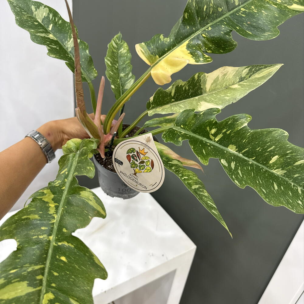 Royal Philodendron
