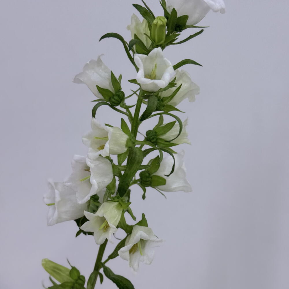 Кампанула белая (колокольчик)