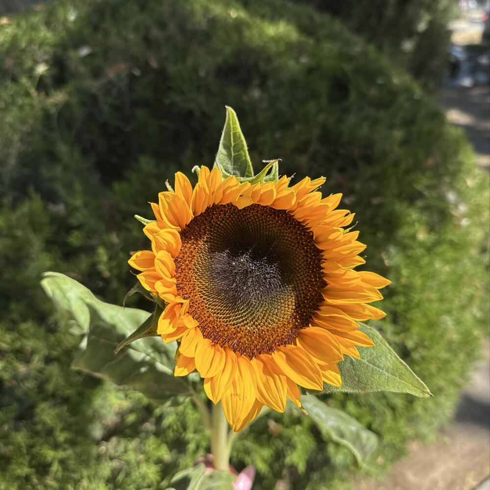 Подсолнух 🌻