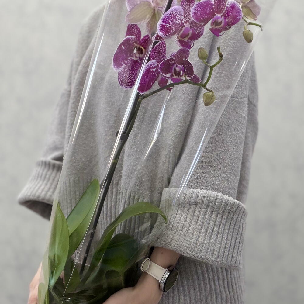 Орхидея Лиодоро 💜