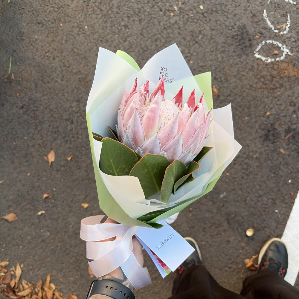 Протея от XOFLOWERS