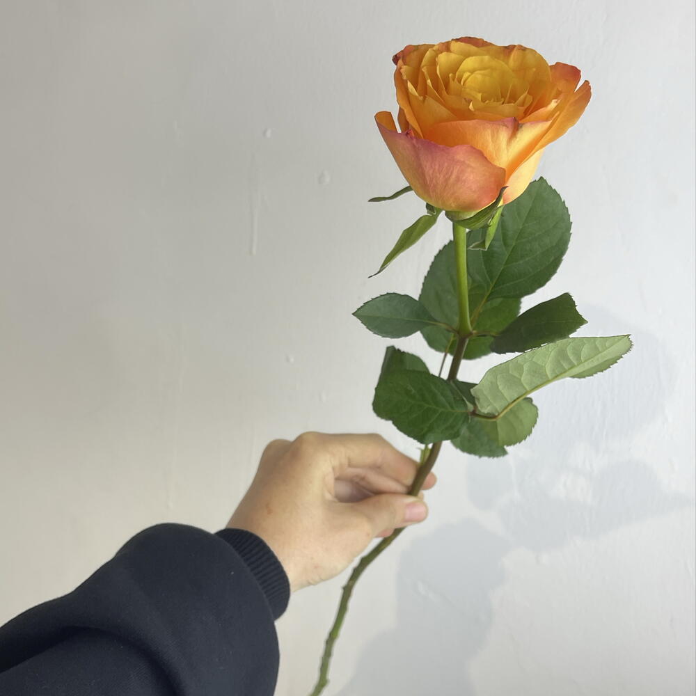 Роза рыжая 🧡