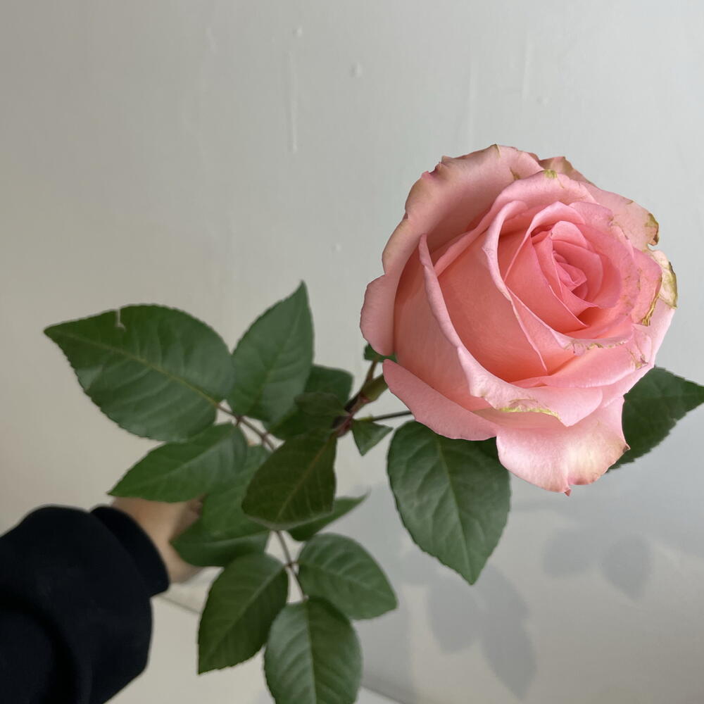 Розы нежные 💖