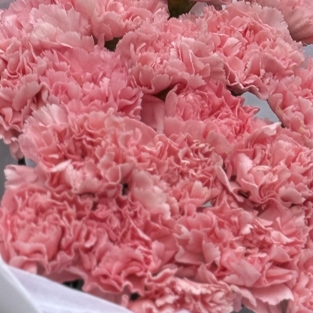 🌙 «Свидание при луне: монобукет из розовых диантусов» 🌸в матовой стильной упаковке 💐