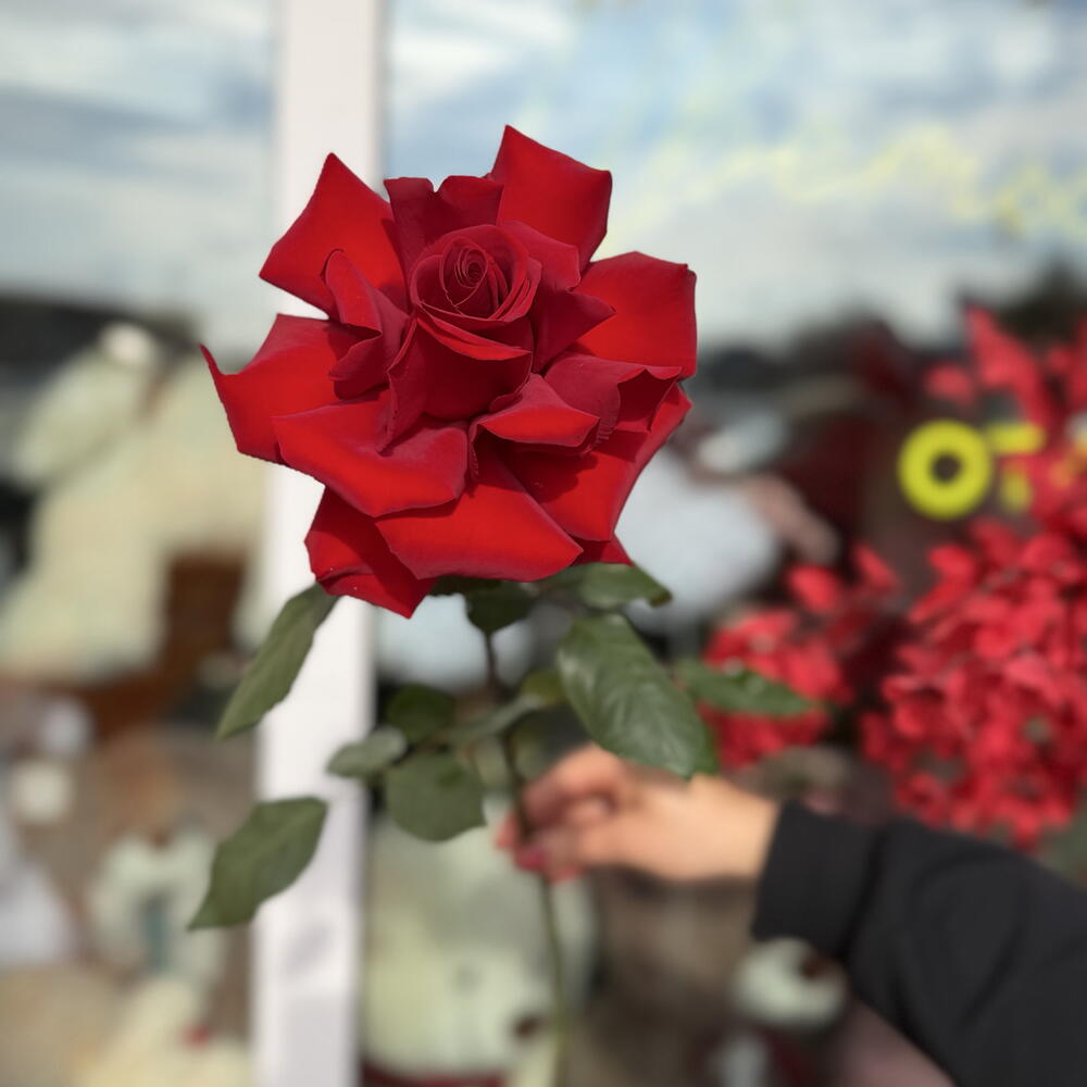 Французская Роза красная