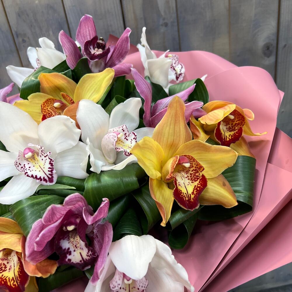 Cymbidium magnífico