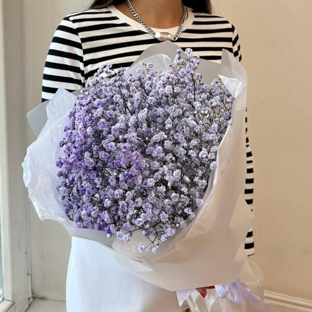 Gypsophila lila