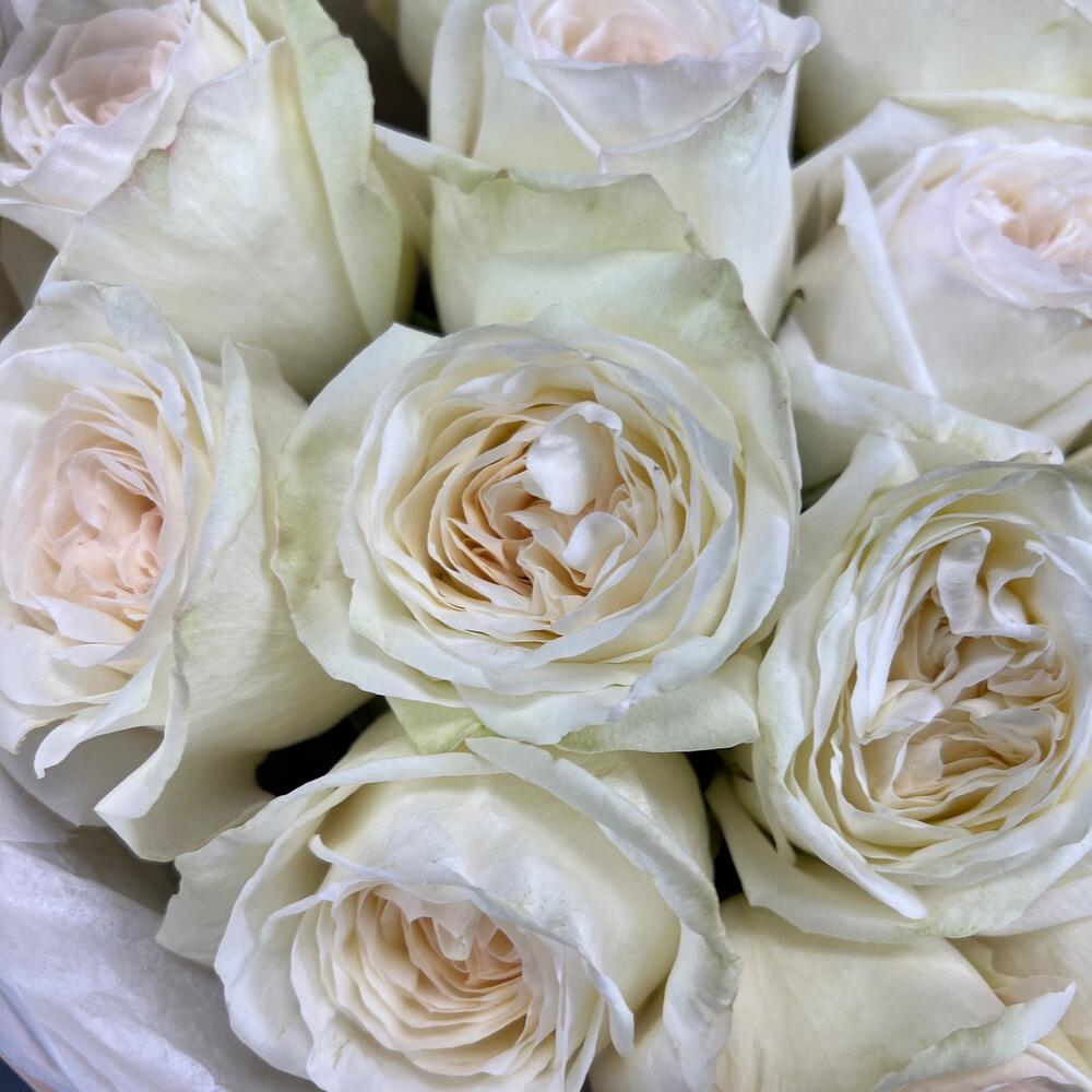 St bouquet 19 из 15 пионовидных роз сорта white o hara