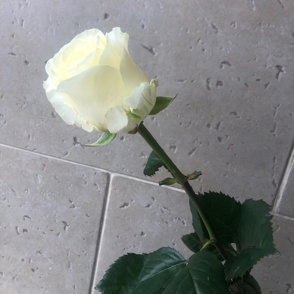Роза Ивана