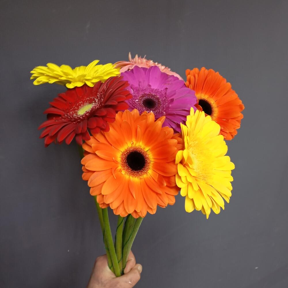 Bouquet 7 Gerber