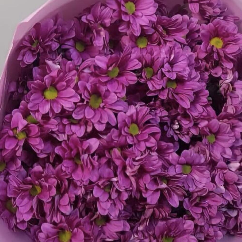 Букет 19 кустовых хризантем
