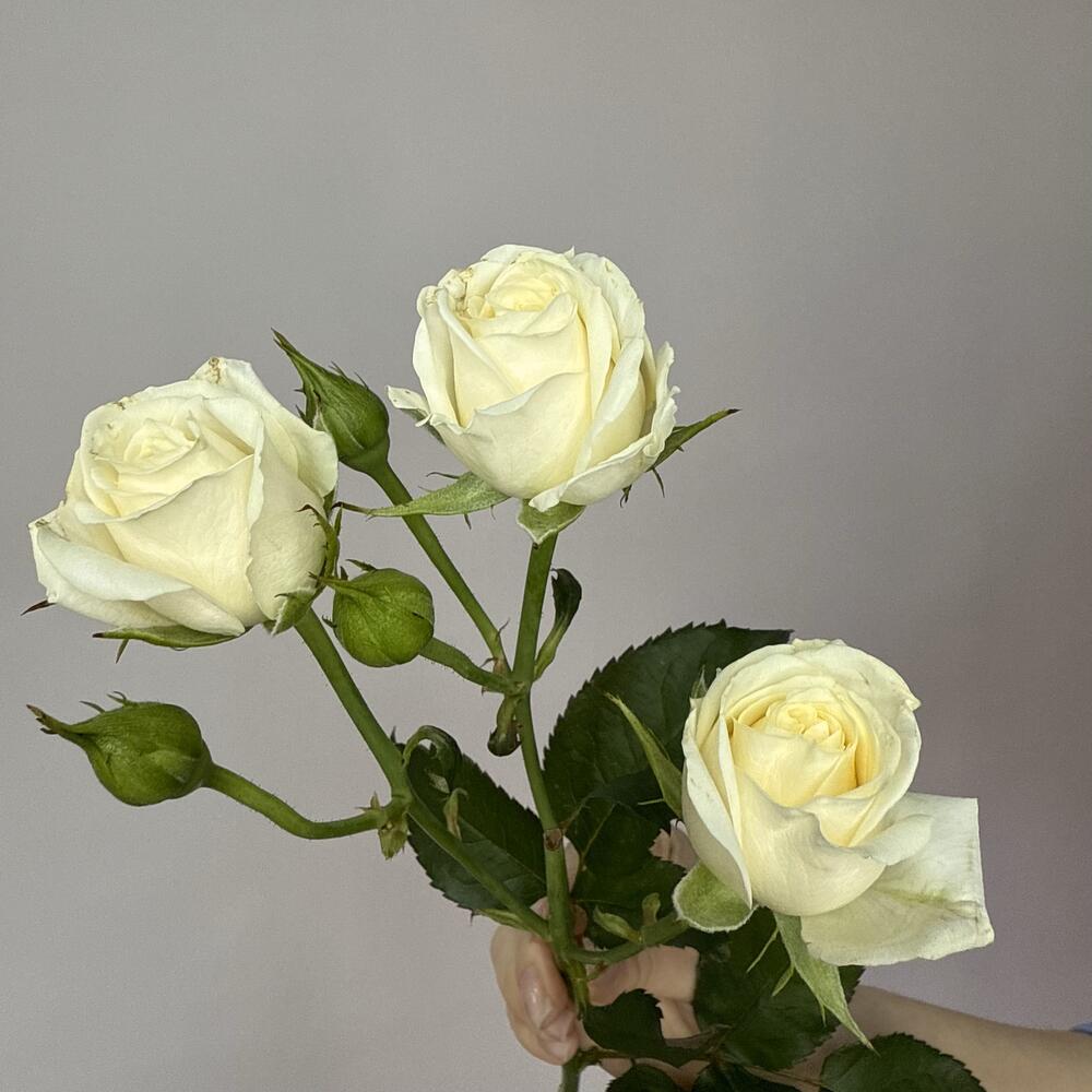 Роза кустовая белая