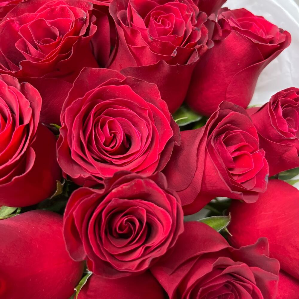 Моно из красной розы 25 штук 🌹