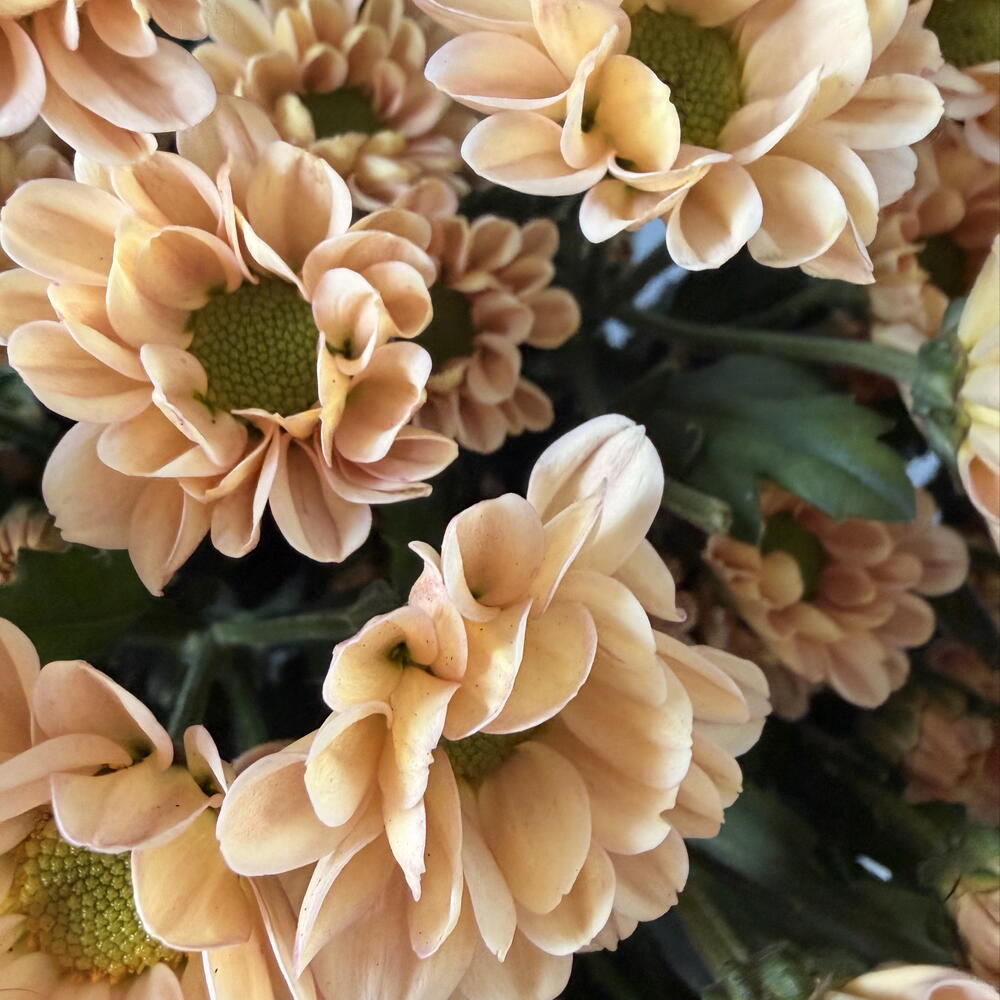 Букет из коралловых сантини ( ромашки)
