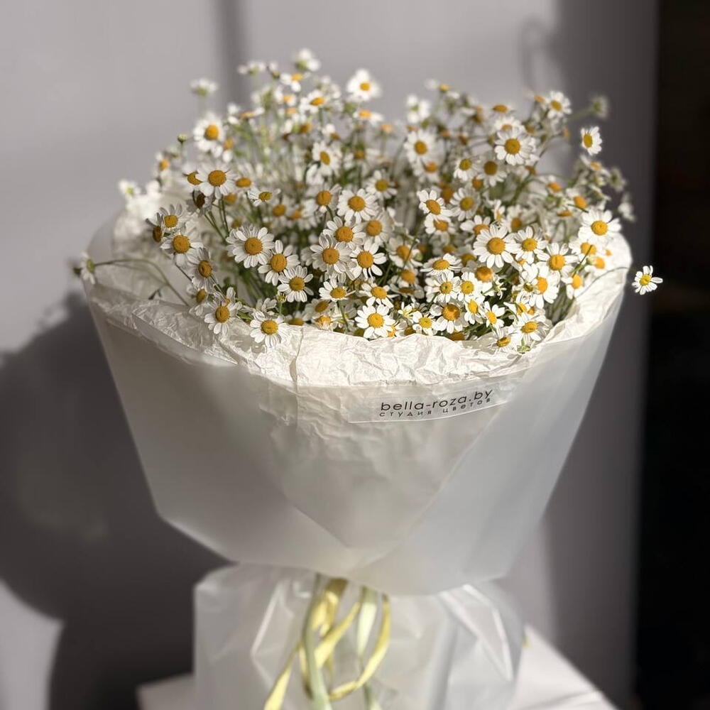 Нежная ромашка танацетум 🌸