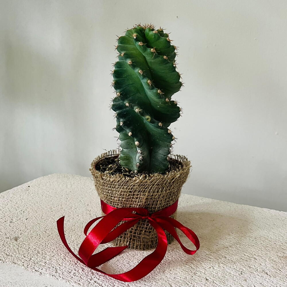 Коллекционный кактус Цереус спиральный — Cereus Spiralis