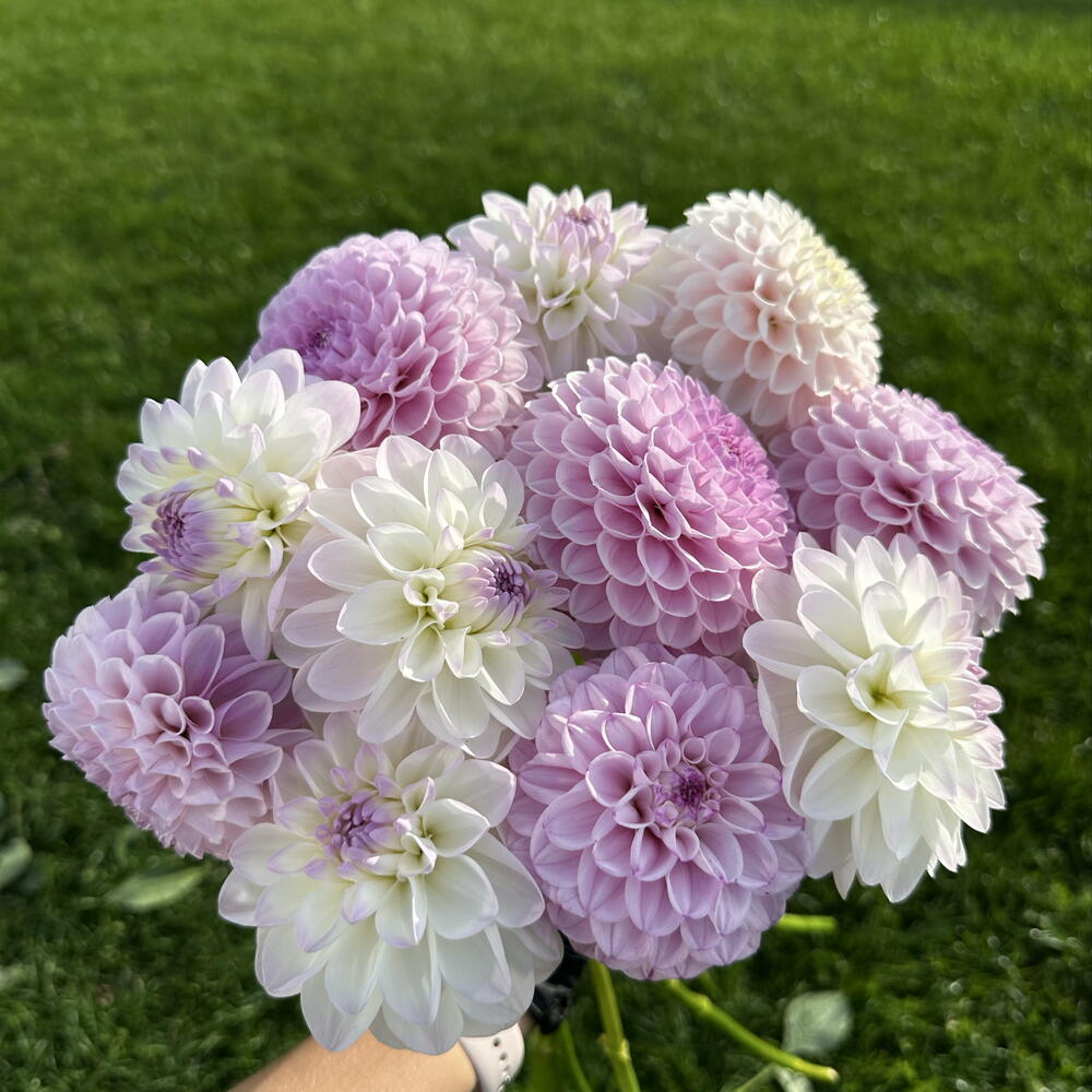 Букет из георгинов (сиреневый, бело-лиловый, розовый)