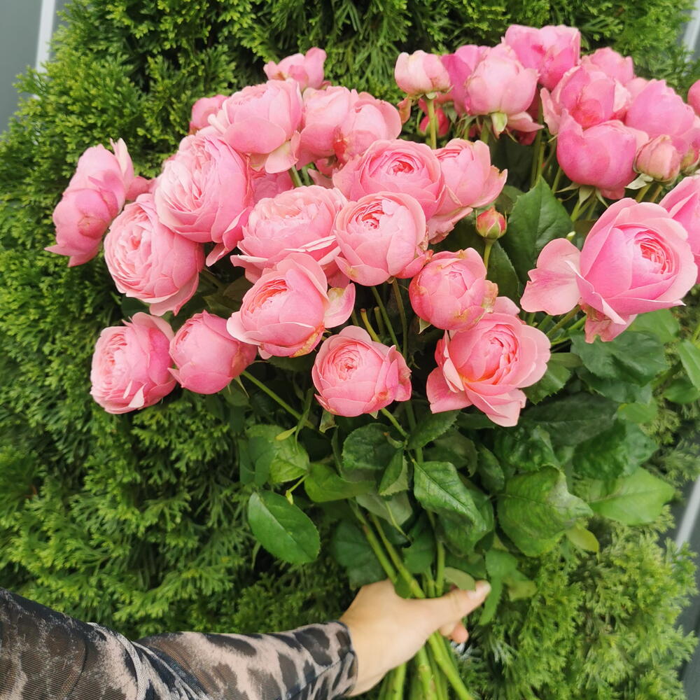 Сильва пинк 🌸