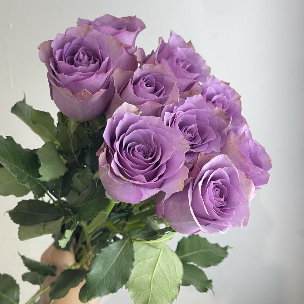 Розы фиолетовые 💜 9