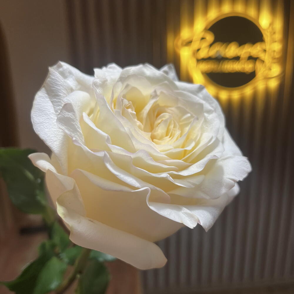 Роза кендлайт