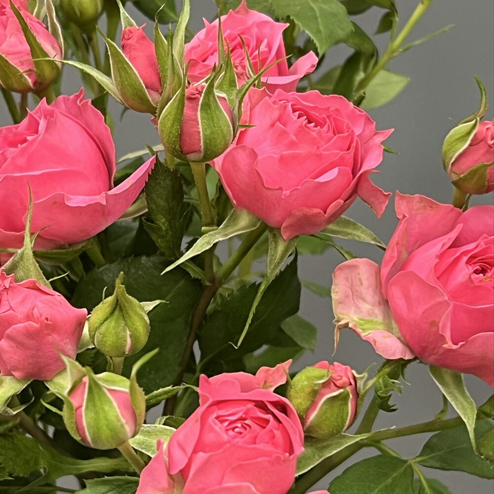 Моно 31