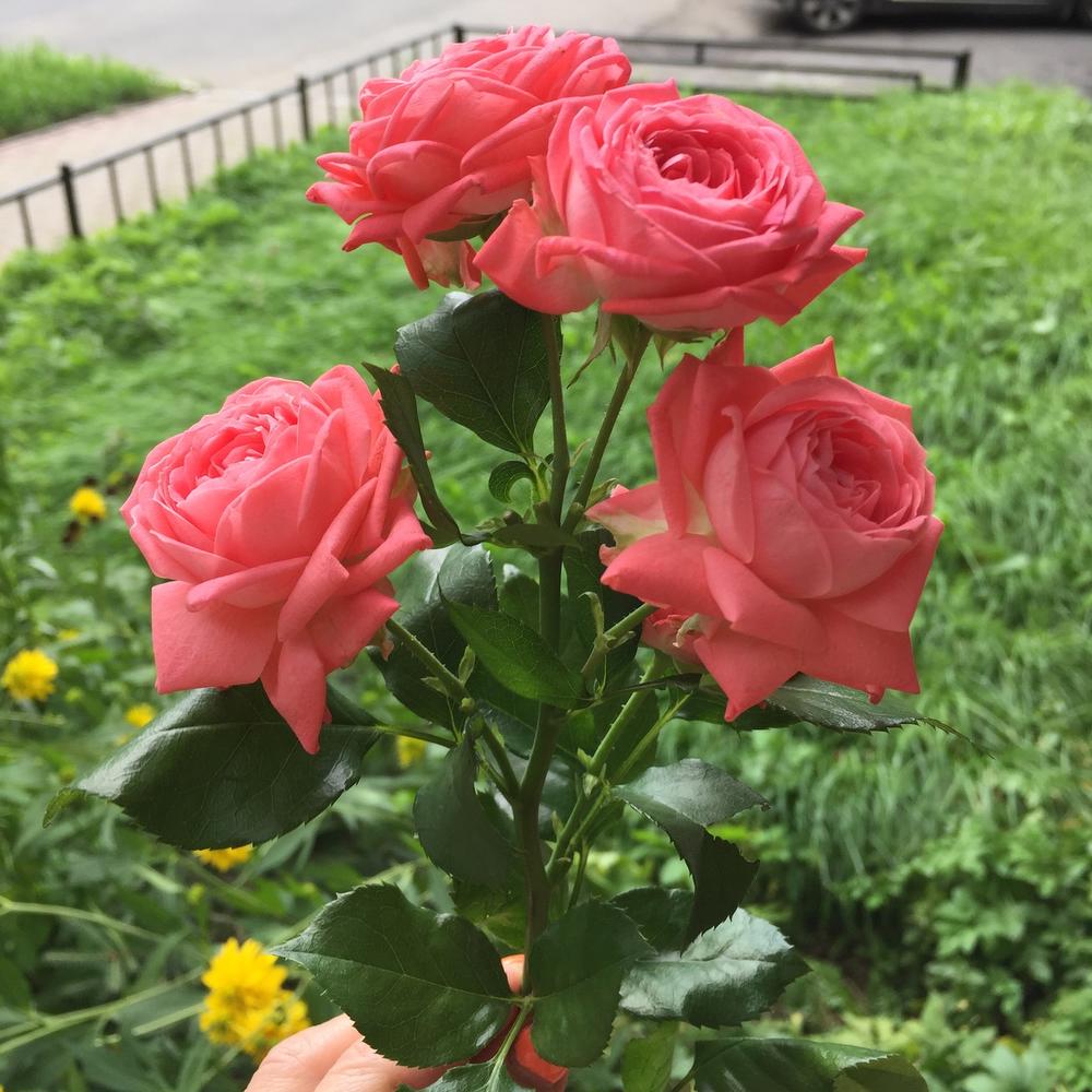 review-photo