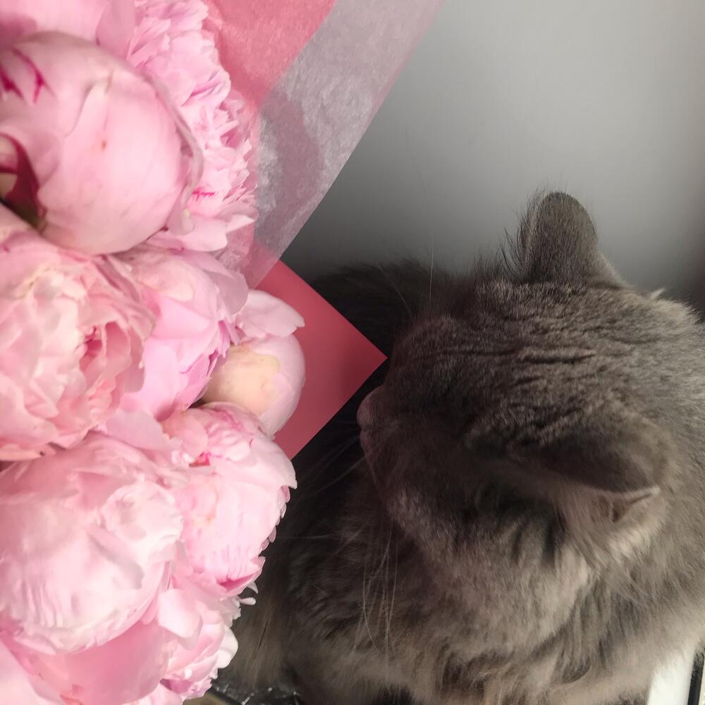 Букет из 15 пионов «Pink 15»