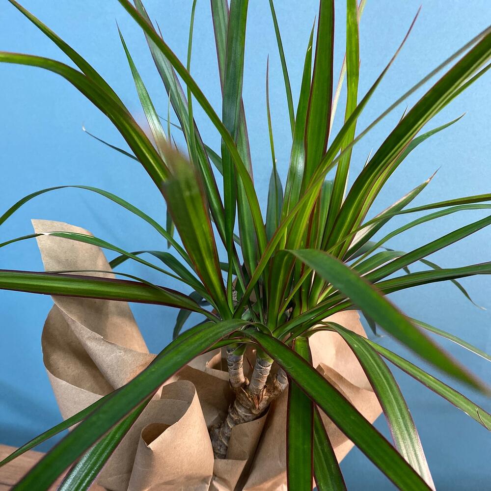 Комнатное растение драцена, Live plants Novorossiysk, buy at a price of ...