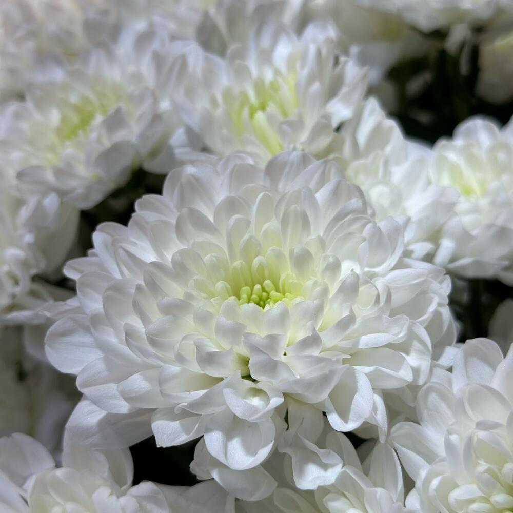 Букет белых кустовых хризантем сорта Алтай, 15шт. (М006)