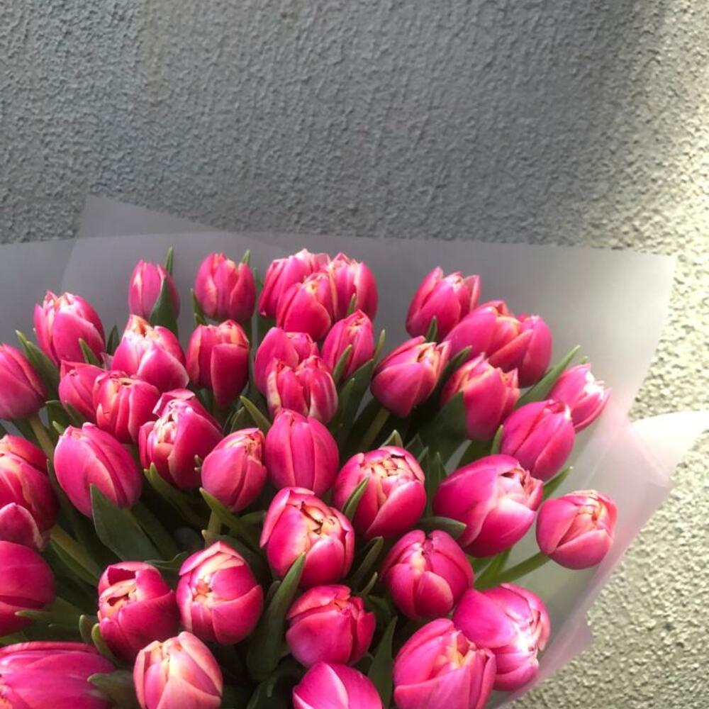 Tulips 49 colombos
