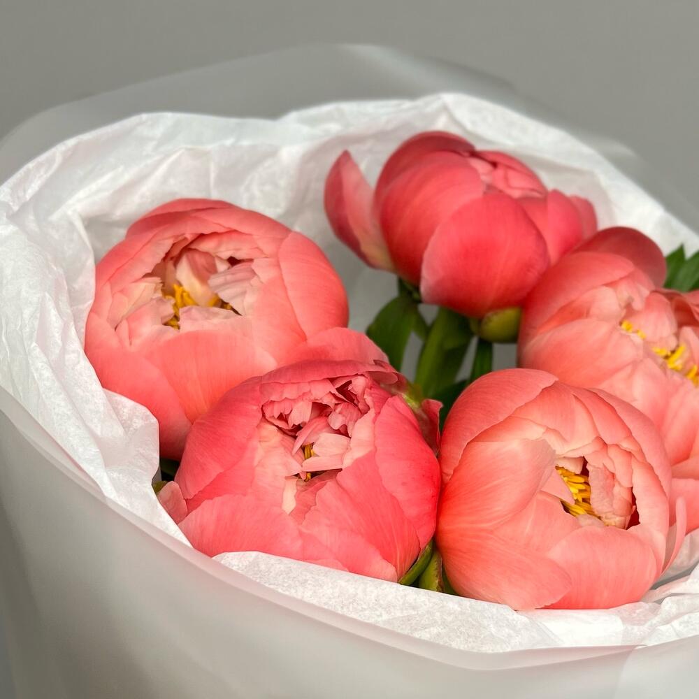 Пионы Коралловые
