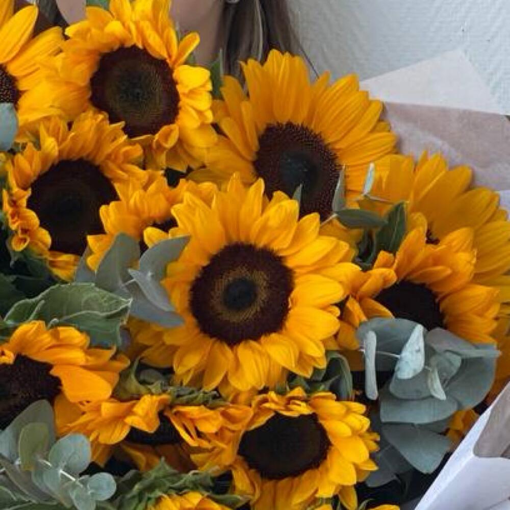 Солнечные подсолнухи 🌻