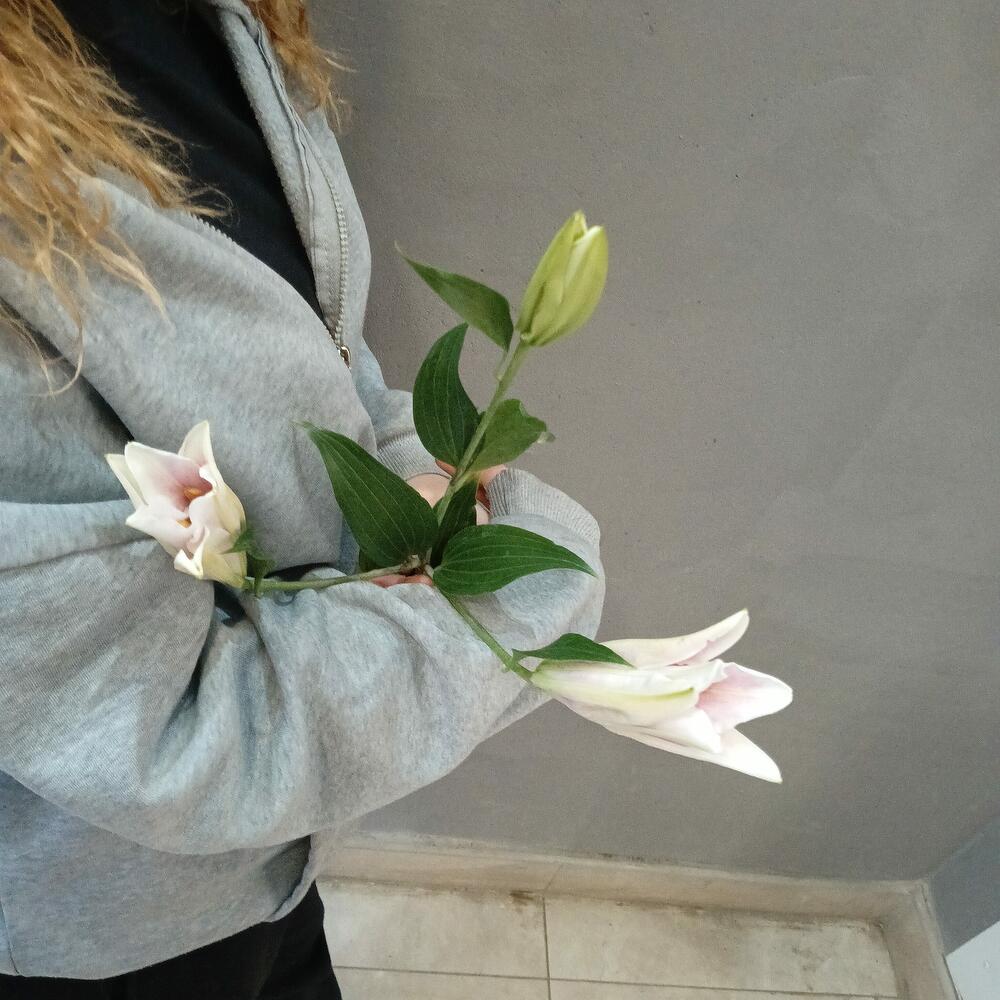 Лилия розовая