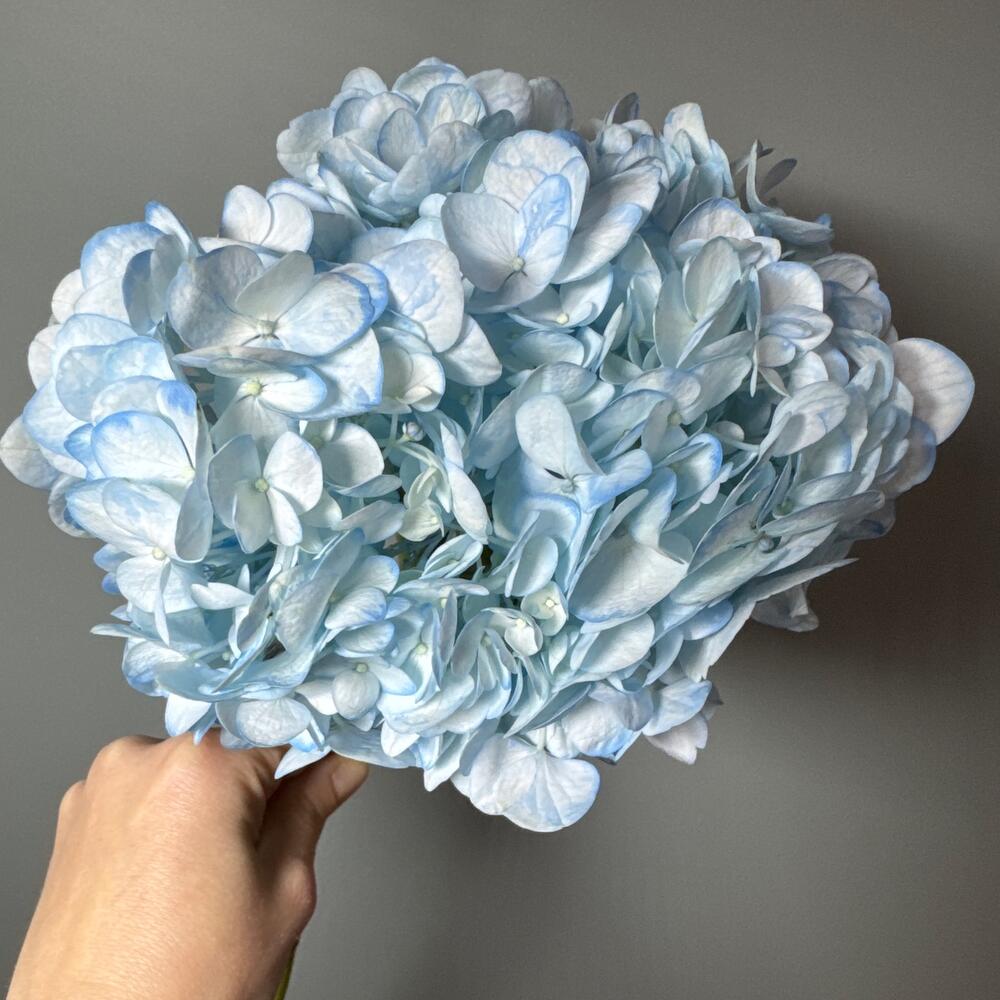 Гортензия голубая💙