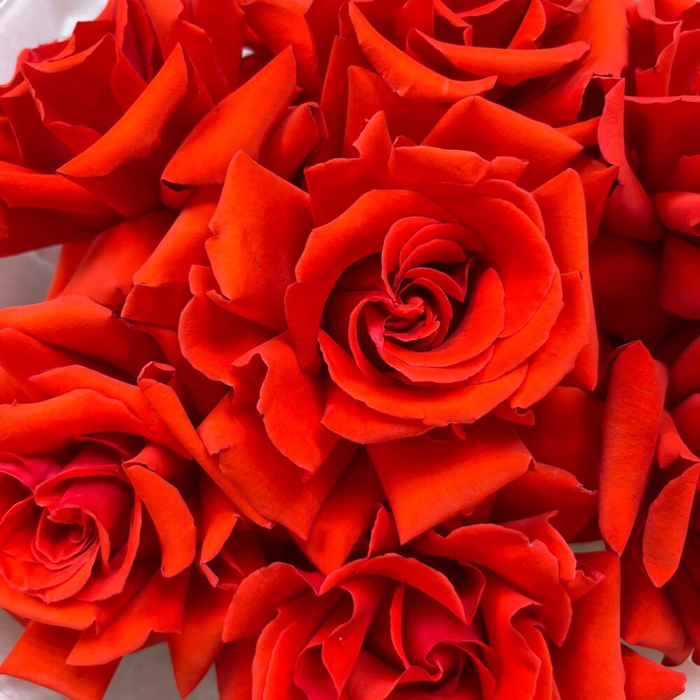 Монобукет🌹из Французской розы 7 шт